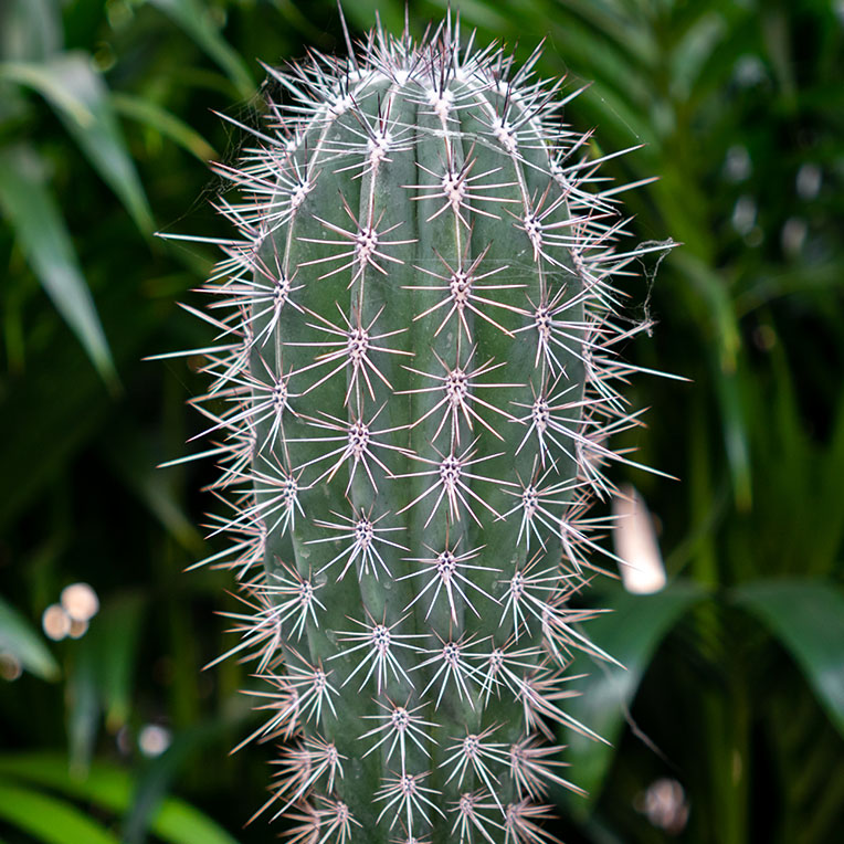 Sonne liebende Kaktus kaufen
