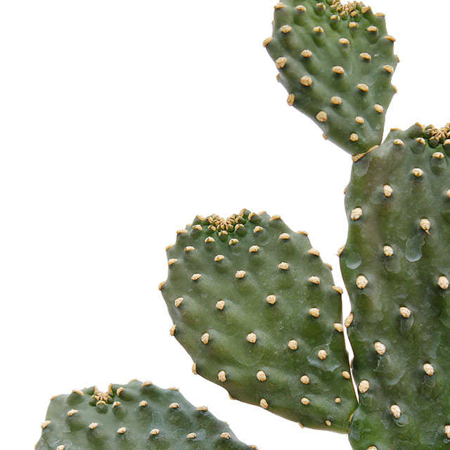 Opuntia kaktus kaufen?