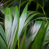 Kentia Kentia