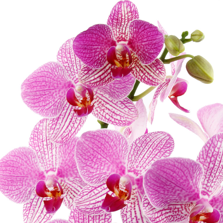 orchidee kaufen