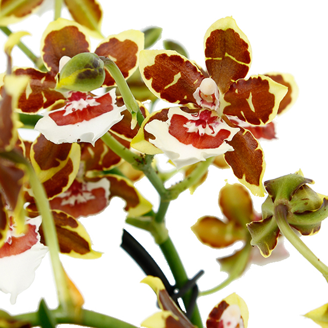 Colmanara Orchidee kaufen?