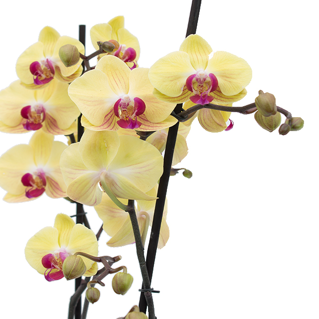Orchidee kaufen?