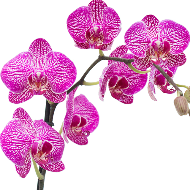 Orchidee Phalaenopsis kaufen?