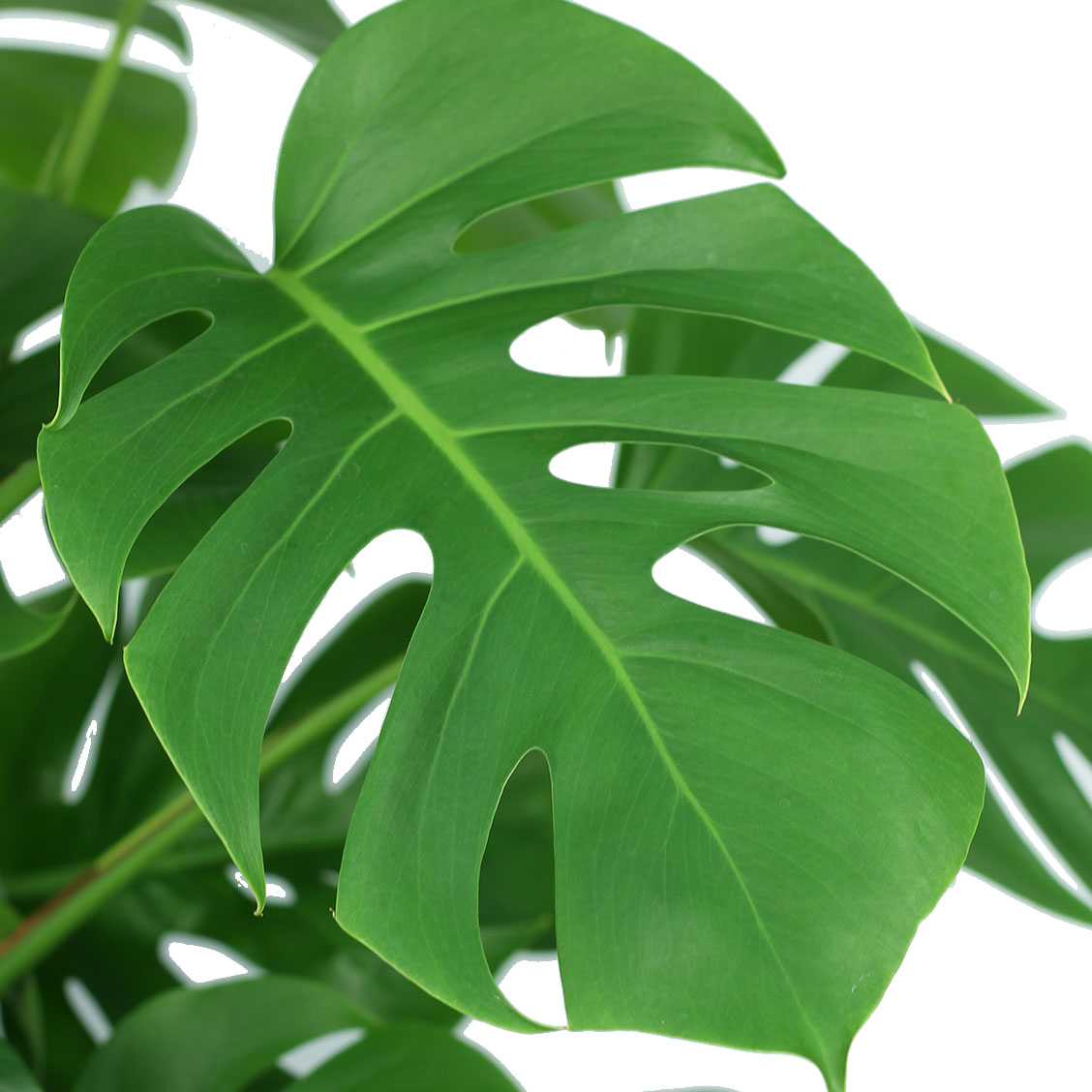 Philodendron kaufen