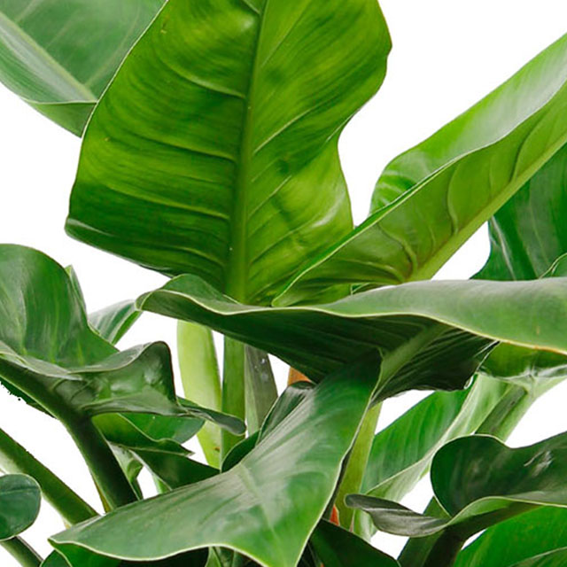 Philodendron Imperial Green kaufen?