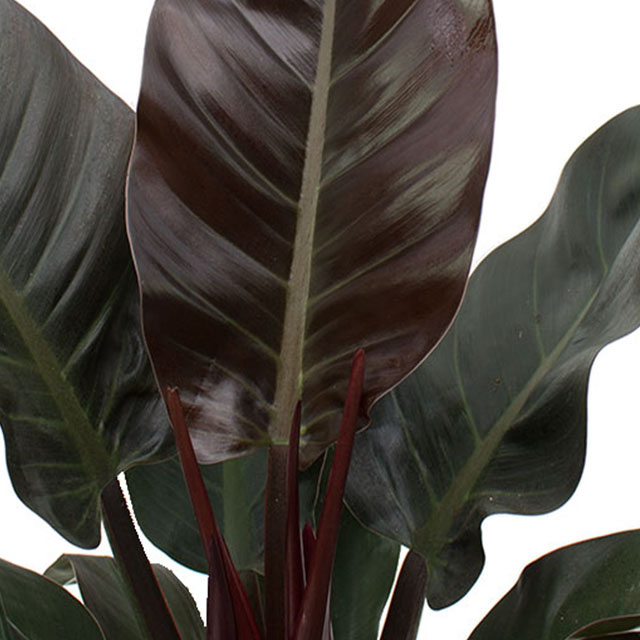 Philodendron Imperial Red kaufen?