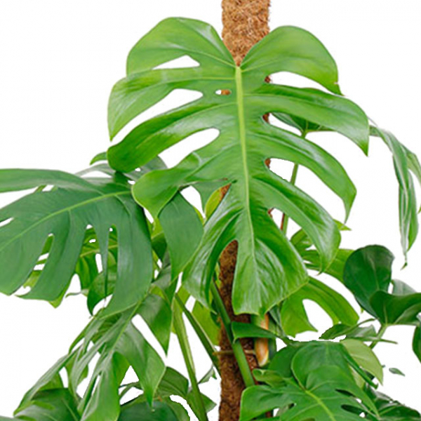 Großes Monstera kaufen