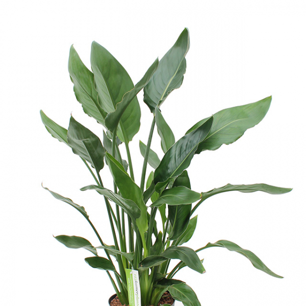 Großes Strelitzia Pflanzen kaufen