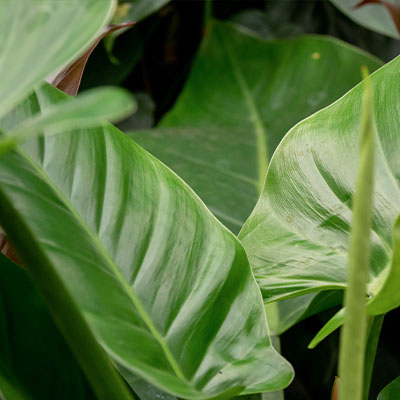 Philodendron Imperial Green kaufen?