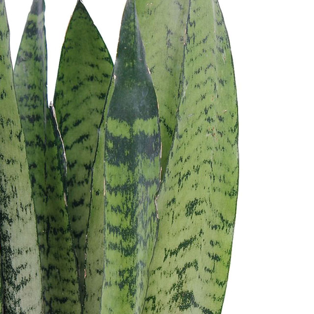 Sansevieria Zeylanica kaufen