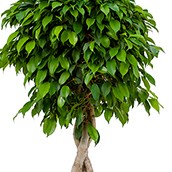 Hydrokultur Ficus online bestellen