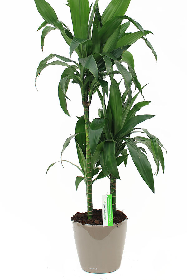 lechuza pflanzgefaesse mit zimmerpflanze