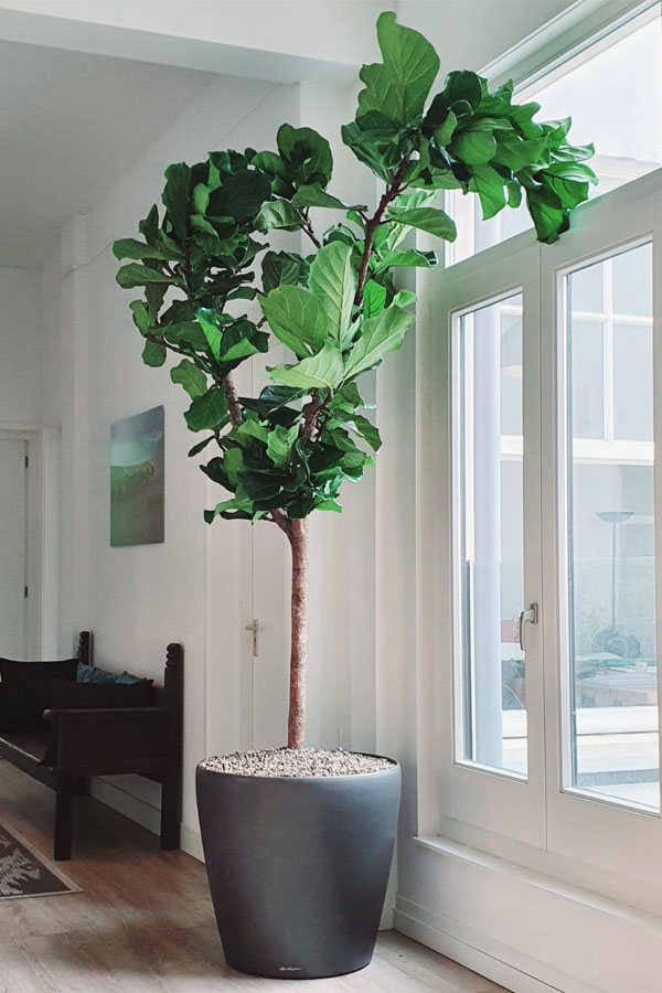 Ficus mit riesigen Blättern für Räume mit wenig Licht 