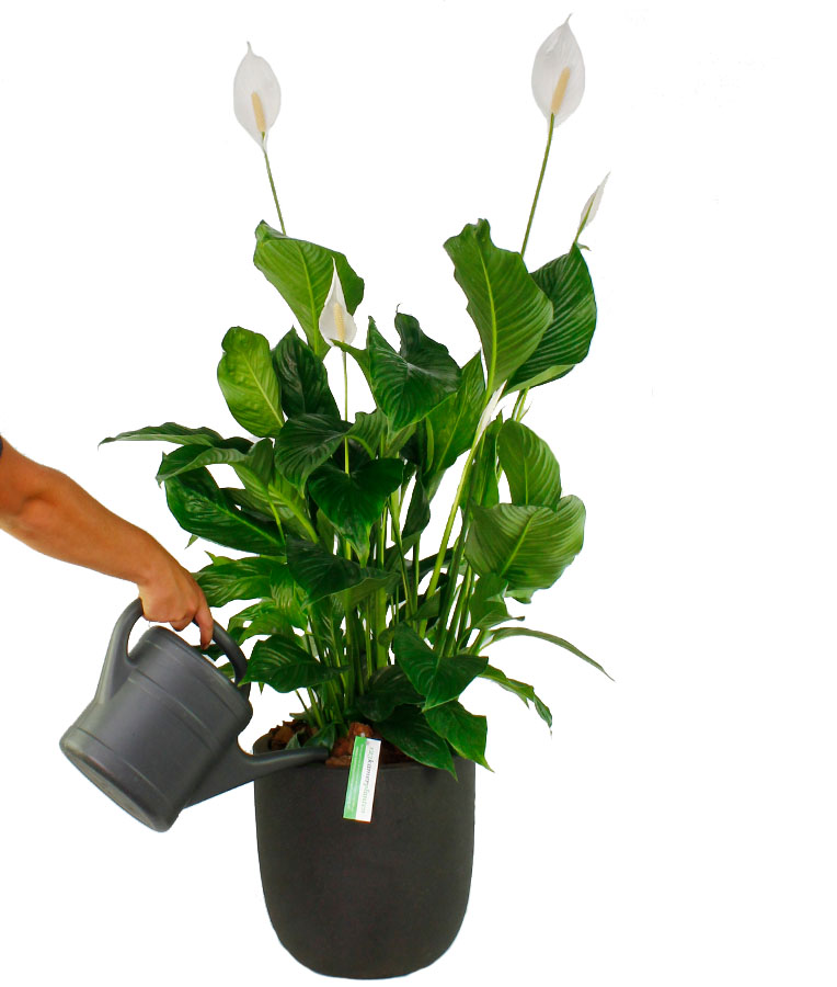 Einblatt zimmerpflanze - Die besten Einblatt zimmerpflanze verglichen