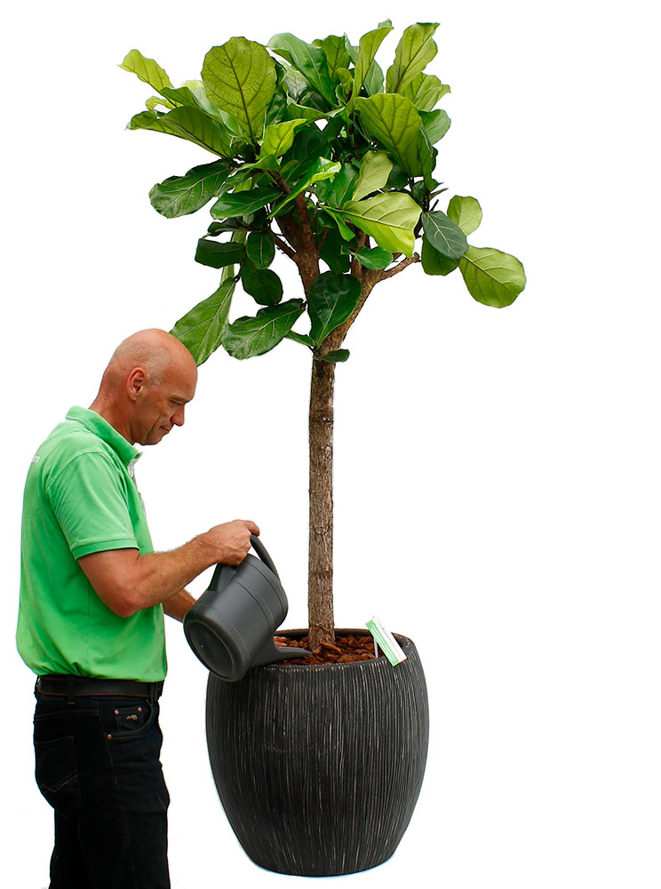 Ficus Gießen