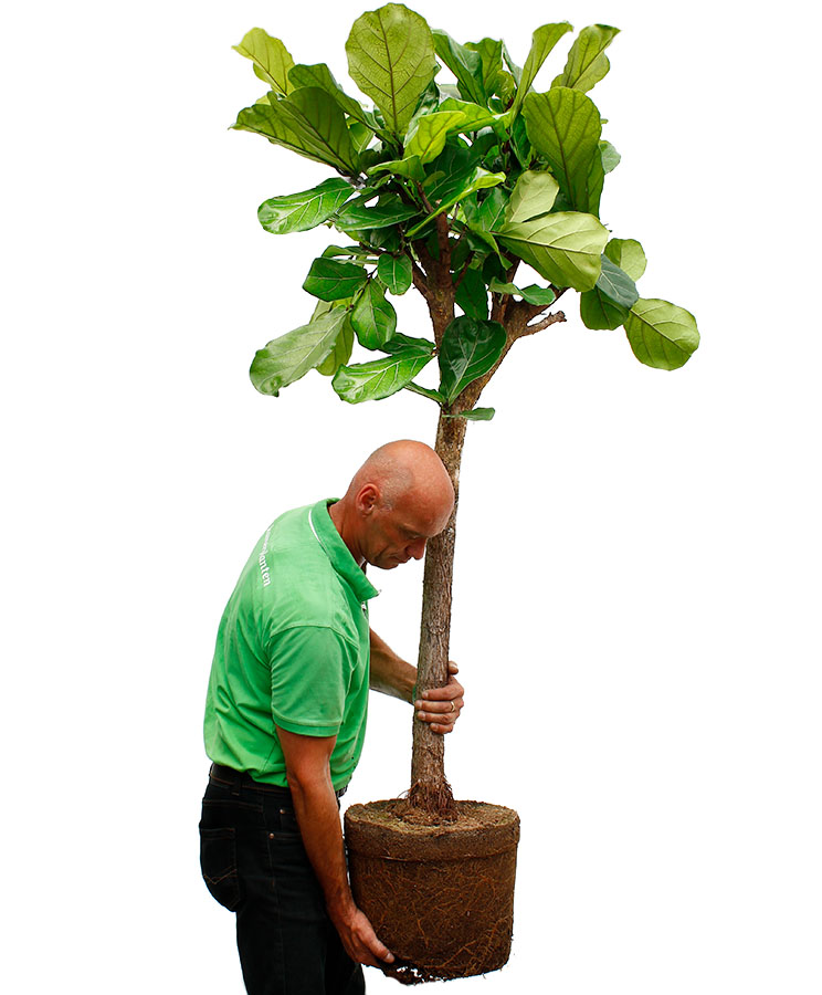 Ficus Umtopfen