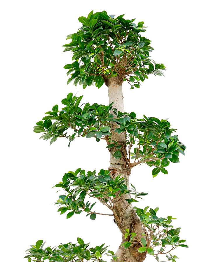 Ficus Standort