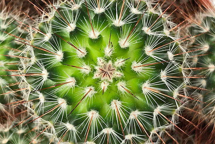 Düngen für Kaktus