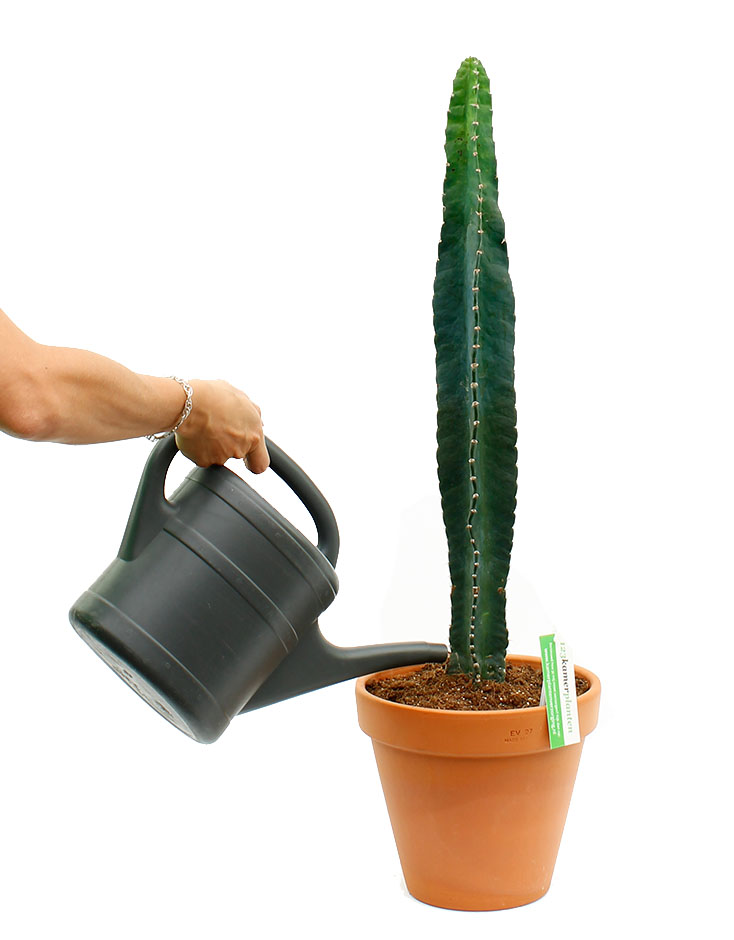 Kaktus Gießen