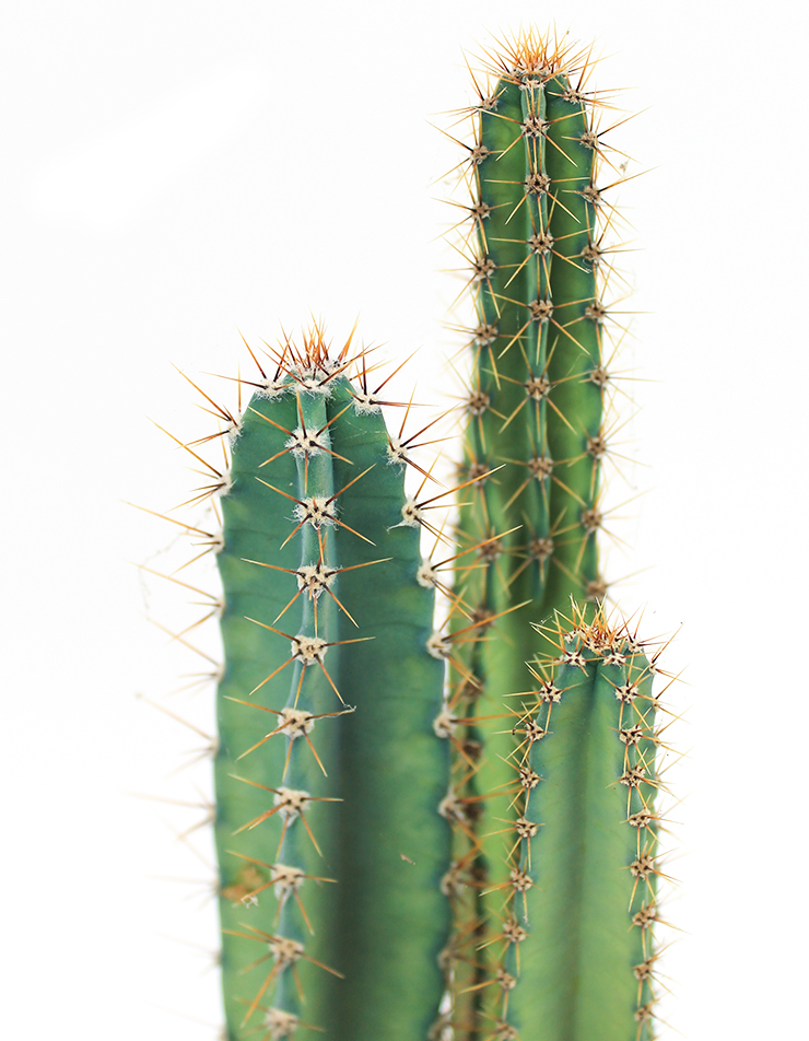 Kaktus Standort