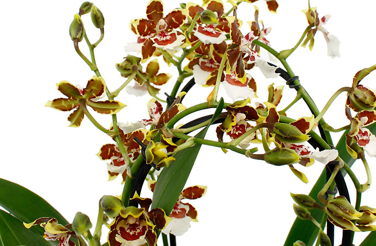 Düngen für Orchidee