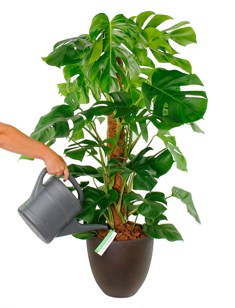 Philodendron Gießen