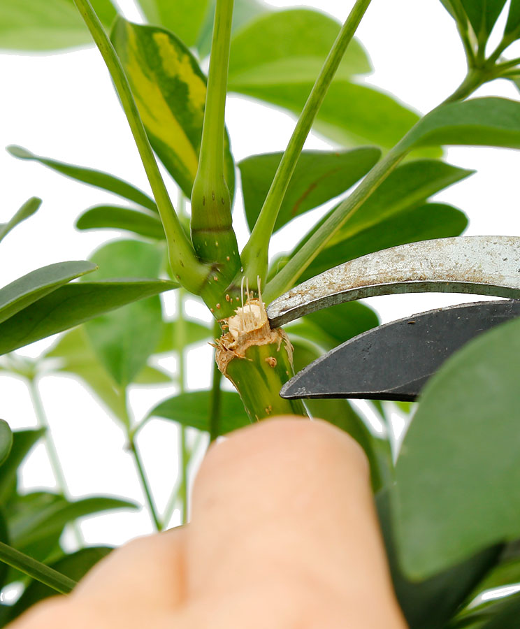 Schefflera arboricola Gold Capella Zimmerpflanze Strahlenaralie in Hydrokultur mit schwarzem Topf als Set EVRGREEN 