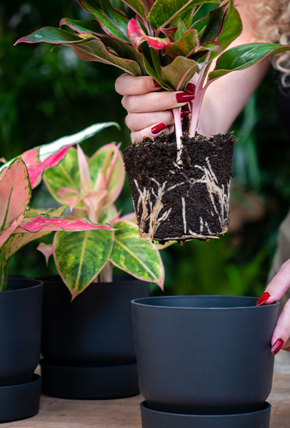 Richtige Blumenerde für Zimmerpflanzen benutzen 123zimmerpflanzen